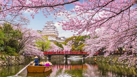 Musim Bunga Sakura: Pesona Musim Semi yang Mempesona di Jepang